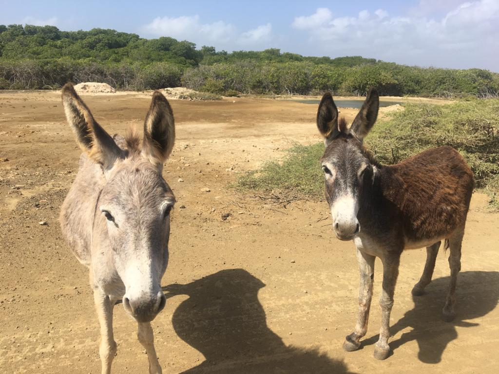 Donkey Sanctuary bonaire